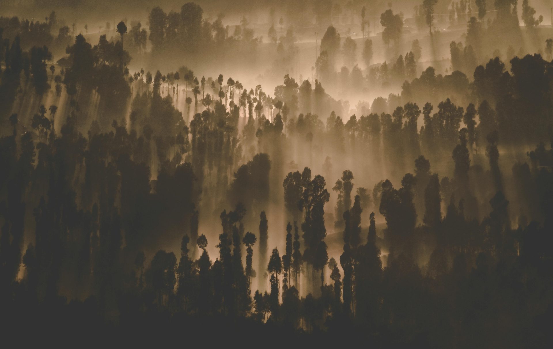 A mysterious forest landscape with sunbeams filtering through the trees in early dawn.